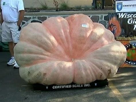 Largest Pumpkin in North America Squashes Competition at Over 2,000 ...