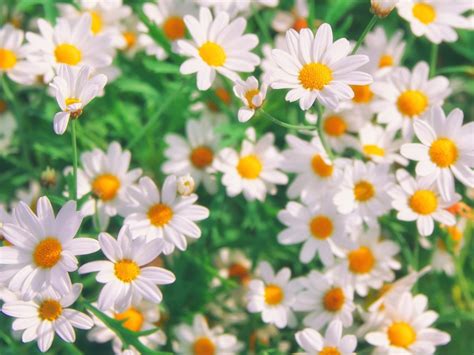 Growing Chamomile: How To Grow Chamomile Herb At Home