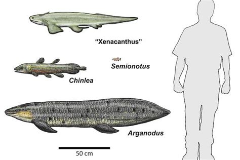 Prehistoric Piranha Fossil