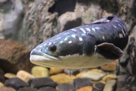 These 4 Invasive Fish Species Can Make You Money