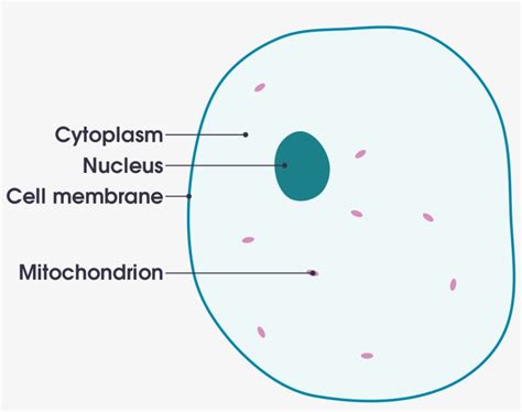 Animal Cell Diagram Labeled Gcse Cell Structure Teaching Resources ...