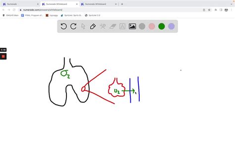 SOLVED: a. What is/are the differences between pulmonary ventilation ...