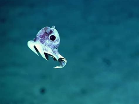 Incredible images of undiscovered deep sea creatures released after ...