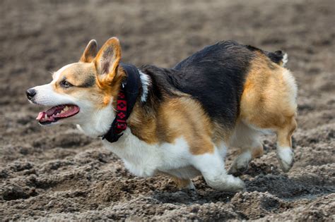 Photos: The first annual Corgi Races are here!!! | Seattle Refined