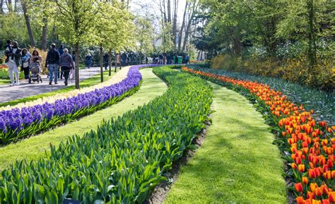 Chiêm ngưỡng vườn hoa tulip Keukenhof lớn nhất thế giới tại Hà Lan ...