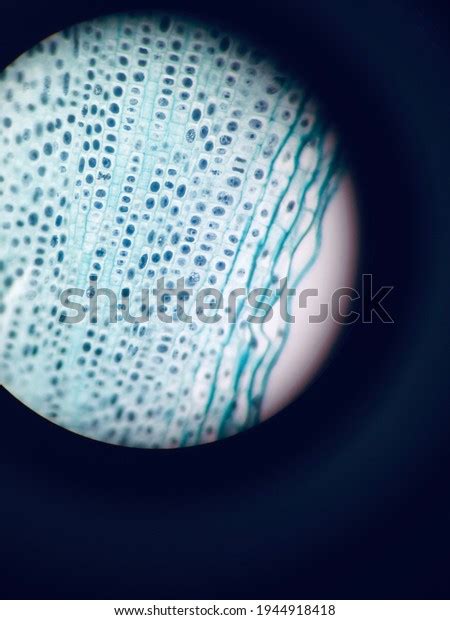 Plant Cells Through Microscope Stock Photo 1944918418 | Shutterstock