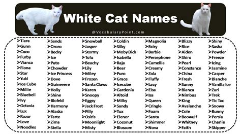 150+ Fluffy White Cat Names : Cute, Funny and Best - Vocabulary Point