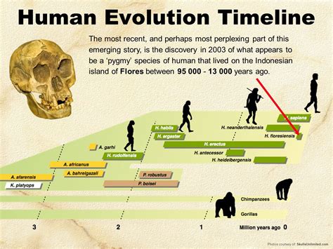 Evolution Of Humans Timeline