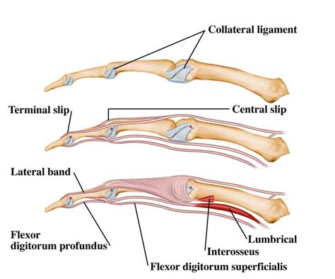 1729 best images about Physical Therapy/Anatomy/Physiology/SCIENCE on ...