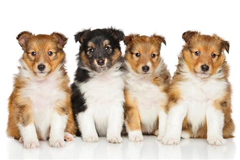 Shetland Sheepdog (Sheltie) Puppies For Sale In New Mexico