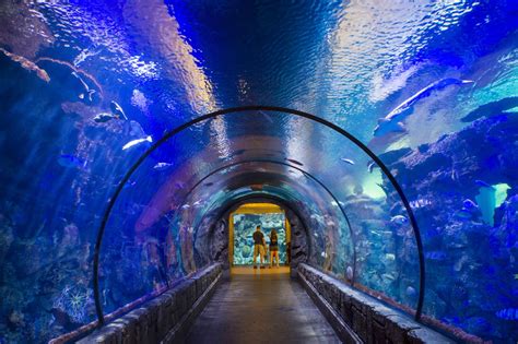 Must-See Las Vegas Attractions That Aren't Casinos | Reader's Digest