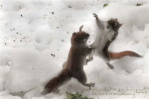 Photographer Captures Squirrels Fighting Over Lettuce | PetaPixel