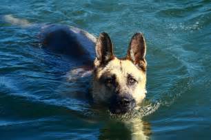 File:German Shepherd Dog swimming.jpg - Wikimedia Commons