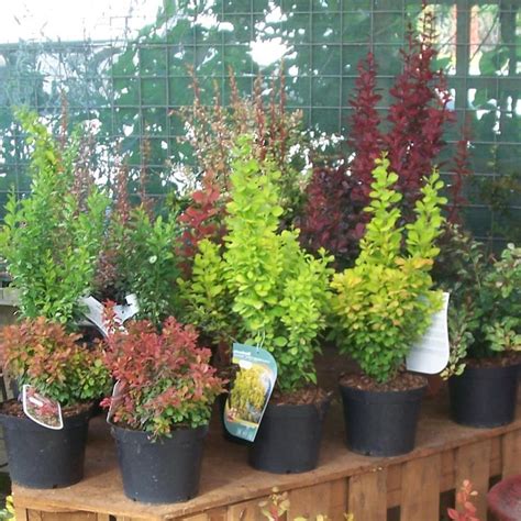 Dwarf barberry varieties, ideal for low hedges or even indoor plants ...