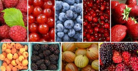 27 Types of Berries: List of Berries With Their Picture and Name