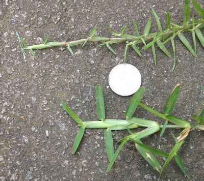 St. Augustine Grass Seed | Recipes Cuisine