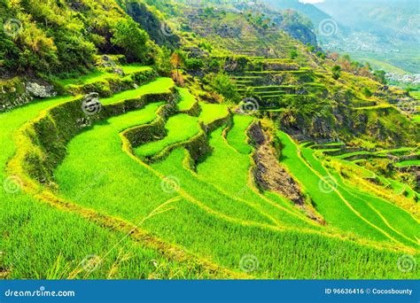 Vietnam Rice Paddy Field stock photo. Image of earth - 96636416