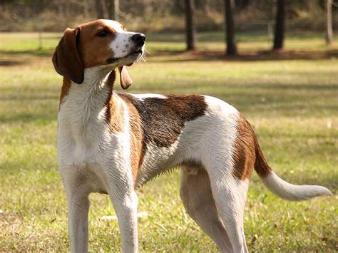 Treeing Walker Coonhound - Wikipedia