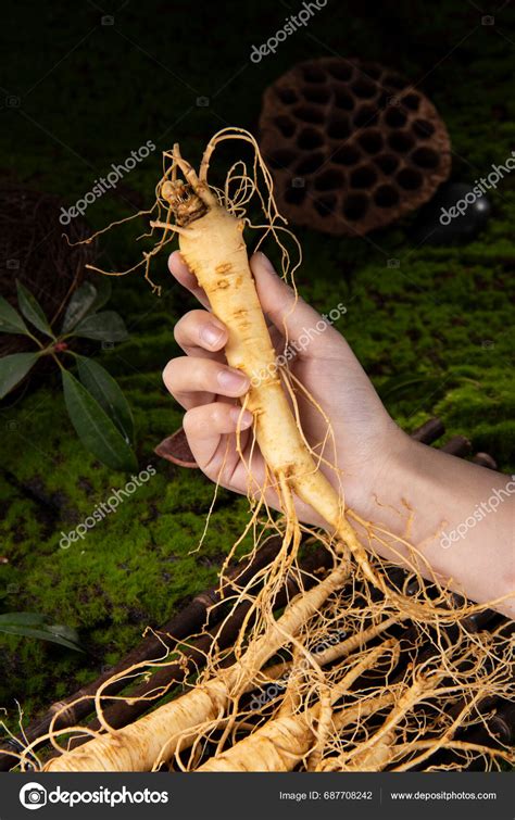 Fresh Ginseng Root Amazing Health Benefits Ginseng You Need Know Stock ...