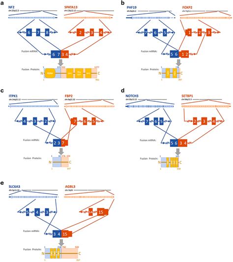 Fusion gene overview Location of the fusion gene event is depicted in a ...