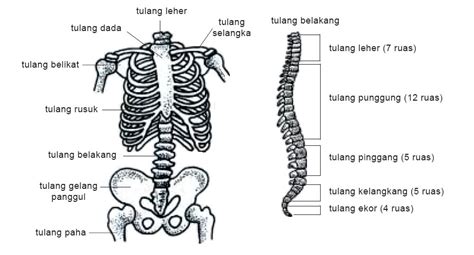 Tulang Rusuk Ada Di Bagian Mana - misterdudu.com