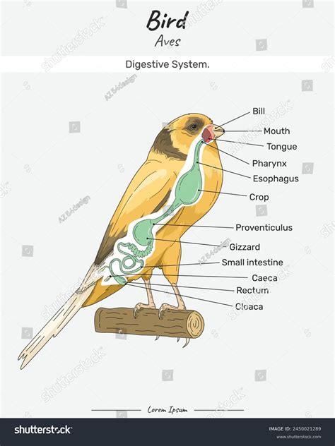 Bird Anatomy Digestive System Diagram Showing Stock Vector (Royalty ...