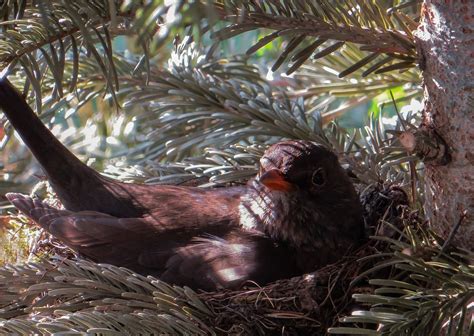 Bird Blackbird Nest - Free photo on Pixabay