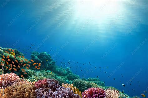 Underwater coral reef background Stock Photo | Adobe Stock