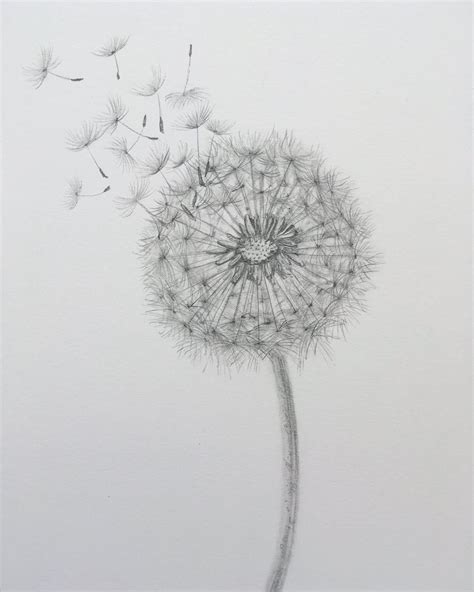 Dandelion Pencil Drawing