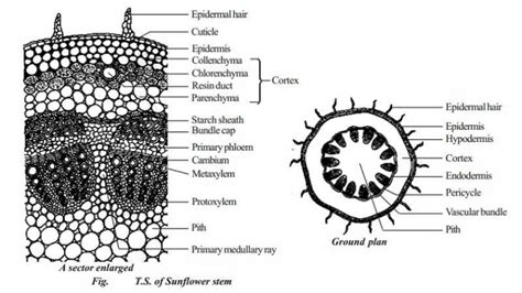 Gambar Akar Monokotil Karena Memiliki Berkas Pengangkut Radial