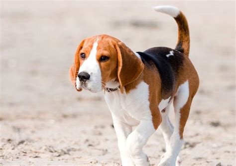 5 Things to Know About Beagles - Petful