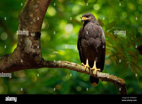 Common Black Hawk - Buteogallus anthracinus a big dark bird of prey in ...