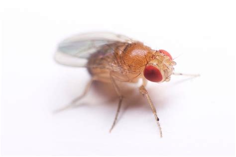 All About Fruit Flies - KiroMag