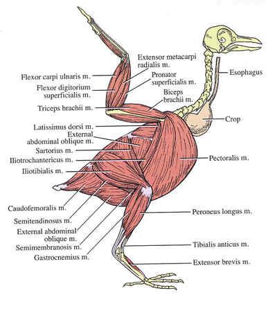 Pigeon Anatomy Images