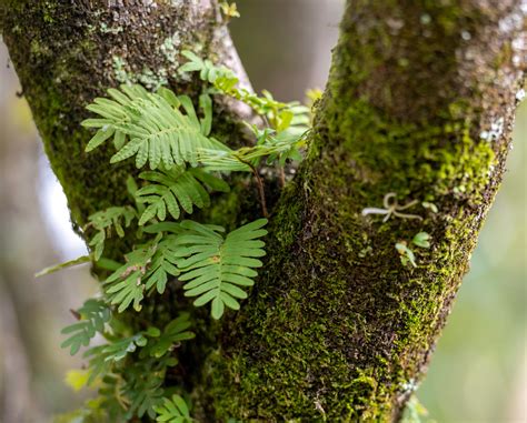 What are epiphytes? | Gulo in Nature