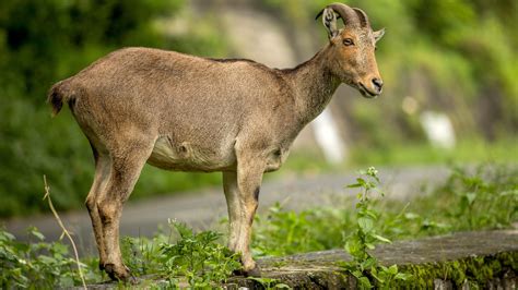 Nilgiri Tahr: Mountain Monarch of the Anaimalai Hills I RoundGlass I ...