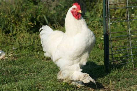 Cochin Chicken Breed Profile - Farmhouse Guide