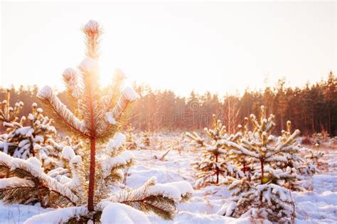 Sunset Sunrise in Sunny Winter Snowy Forest. Sun Shine Over Winter ...