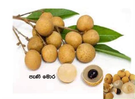 Native rare Healthy wild Fruits in Sri Lanka | Back to Nature