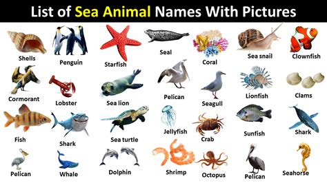 list of sea animals Archives - Vocabulary Point