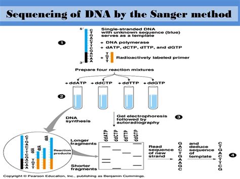 Sanger Sequencing Diagram