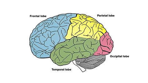 What are the different lobes of the cerebrum?