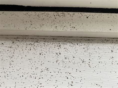 Tiny Black Bugs in Your Home? – Here’s what they REALLY are – School Of ...