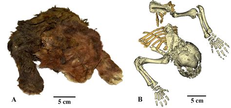 Astonishing 37,000-year-old Saber-Tooth Cat Cub Found in Siberian ...