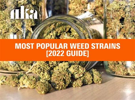 Most Popular Weed Strains In 2024 Top Ranked Strain List