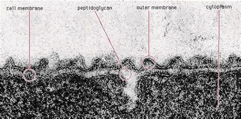 Peptidoglycan | biology | Britannica.com