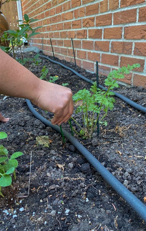 How To Set Up A Soaker Hose System For The Garden - Rambling Renovators