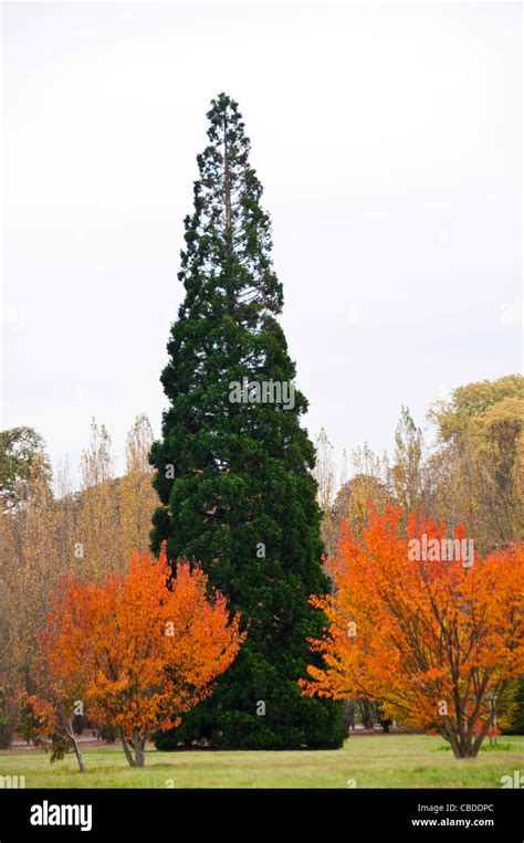 Cone shaped trees hi-res stock photography and images - Alamy