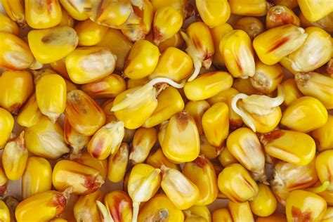 Corn Seed Germination » Top Facts & Tips