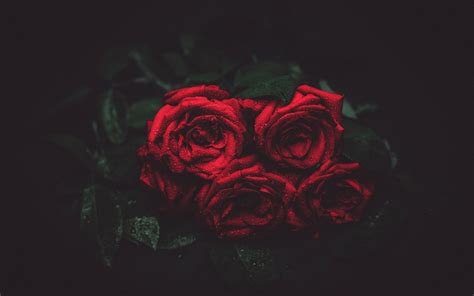 Wallpaper Red roses, water drops, darkness 3840x2160 UHD 4K Picture, Image